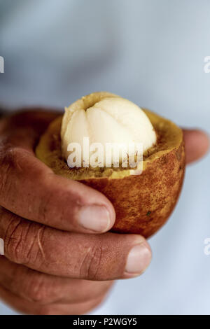 Nahaufnahme der Hand Mann mit einem frischen cupuaçu Früchte. Stockfoto