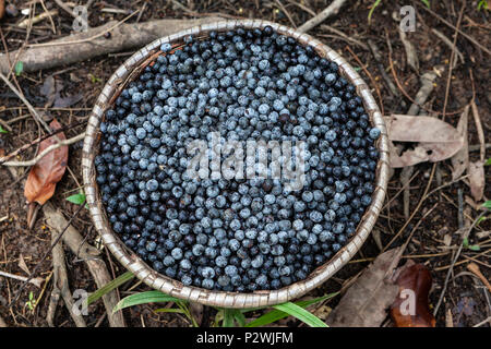 Stroh Korb voller Frische acai Beeren auf einer Messe in der Stadt Belem, Brasilien zu verkaufen. Stockfoto