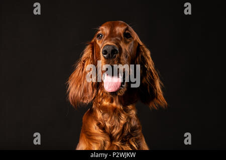 Portrait von Irish Setter Welpen auf schwarzem Hintergrund Stockfoto