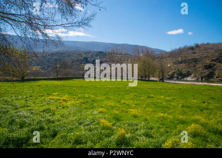 Wiese im Frühling. Cabezuela del Valle, Provinz Caceres, Extremadura, Spanien. Stockfoto