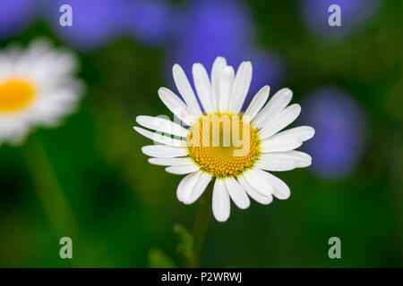 Die Blütezeit. Kamille. Blühende Kamille, Kamille Blumen. Natürliche pflanzliche Behandlung. Stockfoto