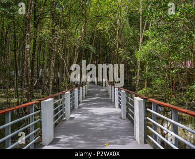 Wanderweg durch die dicken natürlichen Mangroven Dschungel über unsere 800 Meter lange Board Walk in Langkawi, Malaysia. Stockfoto