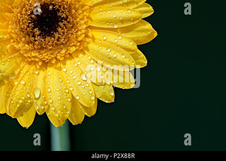 Nahaufnahme eines Tau gelbe Gerbera Blumen auf schwarzem Hintergrund Stockfoto