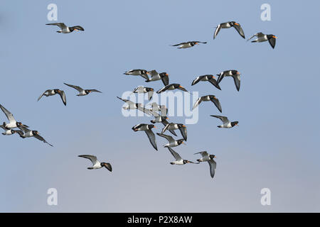 Eurasischen Austernfischer Haematopus ostralegus, Herde, im Flug Stockfoto