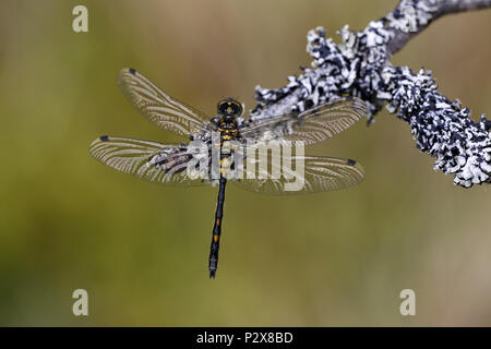 White-faced Darter Stockfoto