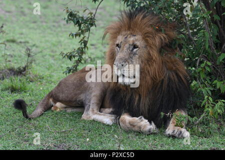 Männliche Löwe ruht auf dem Masai Mara Plains (Panthera leo). Kenia Safari, Bild in der OLARE Motorogi Conservancy. Stockfoto