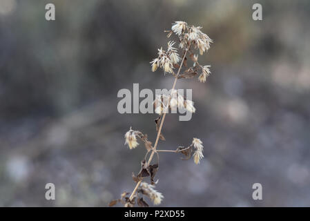 Fotographisches Album mit einheimischen Pflanzen von Argentinien. Fotos im Herbst, einen halben Tag Zeit. Stockfoto