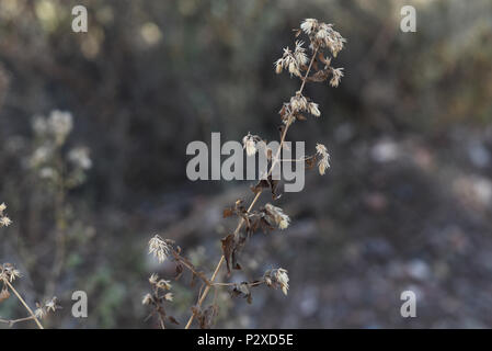 Fotographisches Album mit einheimischen Pflanzen von Argentinien. Fotos im Herbst, einen halben Tag Zeit. Stockfoto