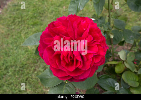 Rote Rosen in voller Blüte drei Bienen Tiere Garten aktualisiert Juni 14 Mickleton Cotswolds UK Stockfoto