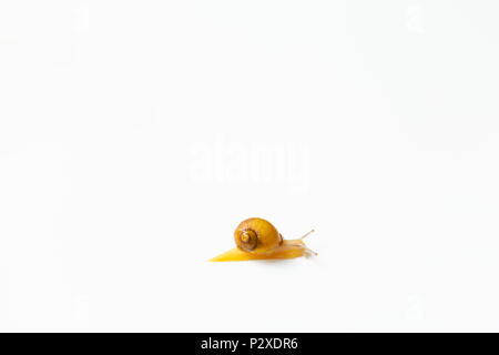 Kleine Schnecke bewegen auf weißem Hintergrund Stockfoto