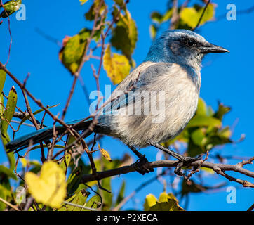 Florida scrub jay auf einer Stange Stockfoto