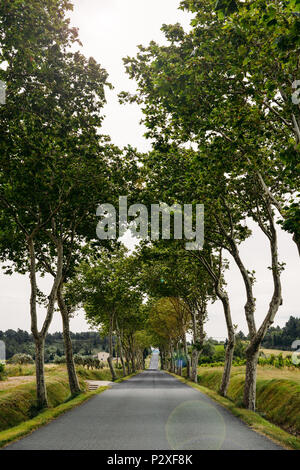 Landstraße, gesäumt von Platanen in Südfrankreich Stockfoto