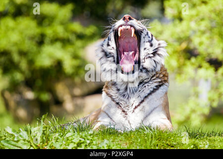 Amur, oder Sibirische Tiger, gähnen in der Nachmittagssonne. Dieser gefährdeten Arten ist die heimische auf fernöstliche Russland. Stockfoto