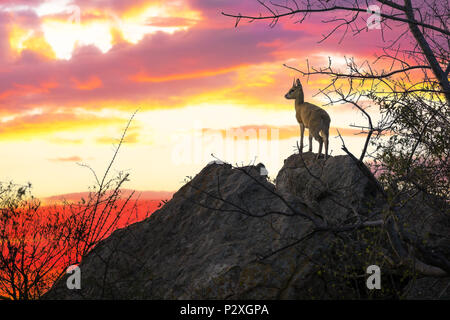 Ein einsamer Steinböckchen auf einem Felsvorsprung. Sonnenuntergang im Krüger Nationalpark, Südafrika. Stockfoto