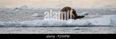 Norwegen, Spitzbergen, Svalbard Nature Reserve, Edgeoya (alias Edge Insel). Junge männliche Walross. Stockfoto