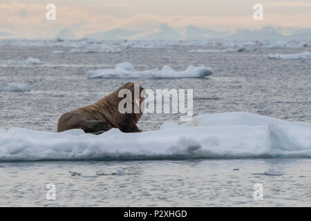 Norwegen, Spitzbergen, Svalbard Nature Reserve, Edgeoya (alias Edge Insel). Junge männliche Walross. Stockfoto