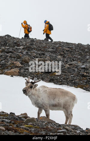 Norwegen, Spitzbergen, Aptisbergen, Honsund, Isbjornhamna. Svalbard Rentier (Rangifer tarandus platyrhynchus) mit Expedition Wanderer in der Ferne. Stockfoto