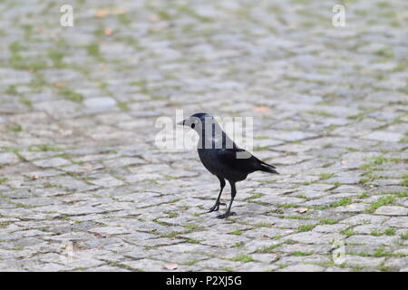 Western Dohle (Corvus monedula) in der Türkei Stockfoto