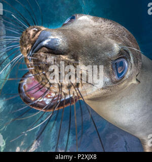 Gerne Braun Kalifornische Seelöwe im Los Islotes, Meer von Cortez (zalophus californianus) Stockfoto