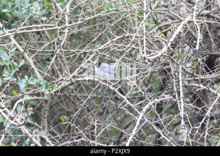 Sardische Warbler (Sylvia Melanocephala) in der Türkei Stockfoto