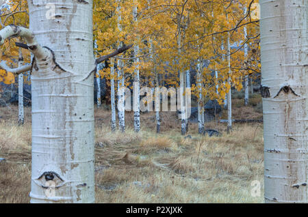 Berg Espen (Populus tremuloides) im Herbst Laub, Inyo National Forest, östlichen Berge der Sierra Nevada, California, United States. Stockfoto