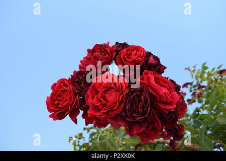 Rote Rosen mit blauem Hintergrund Stockfoto