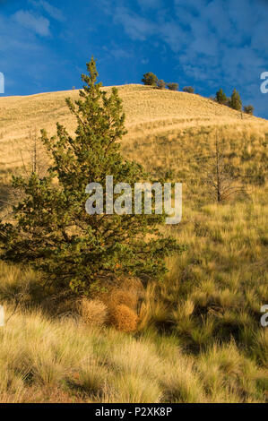 Grünland Hang mit westlichen Wacholderbeeren (Juniperus occidentalis), Feder Basin Wüste, Prineville Bezirk Büro des Land-Managements, Oregon Stockfoto