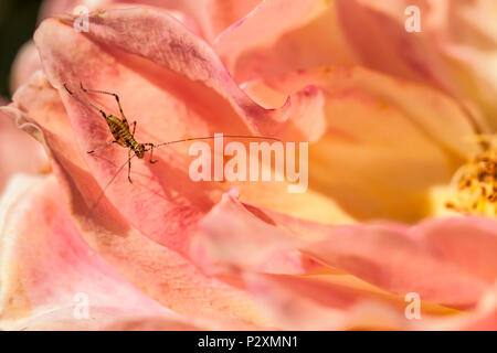 Fork-tailed Bush katydid (Scudderia furcata) Nymphe ruht auf einem Rosenblatt, San Jose, Kalifornien, USA. Stockfoto