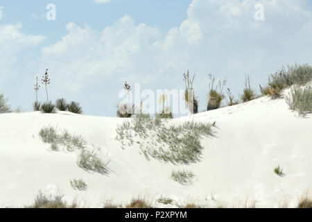 Blühende Yuccapalmen auf eine leuchtende Weiße Wüste Sand Dune Ridge im Süden von New Mexiko Stockfoto