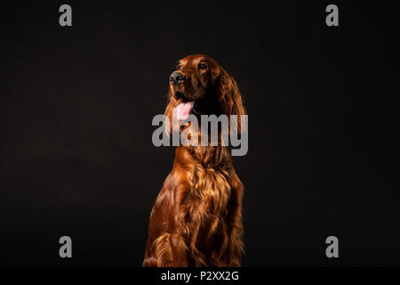 Portrait von Irish Setter Hund auf schwarzem Hintergrund Stockfoto