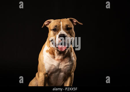 Aufmerksame Grube Stier in der Nähe von Studio shot schwarzer Hintergrund Kopie Raum Stockfoto