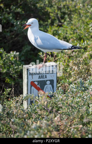 Eine silberne Möwe Warnung den Menschen Aus der Natur Rehabilitation und gull Zucht Gebiet auf Penguin Island vor der Küste von Western Australia zu halten. Stockfoto