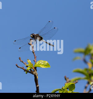 Natürliche lilypad Whiteface (leucorrhinia caudalis) Dragonfly sitzen auf Zweig Stockfoto