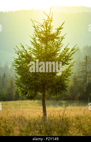 Ein Lone Pine Tree vor dem Hintergrund der Wald und die Berge bei einem leichten Nebel. Stockfoto