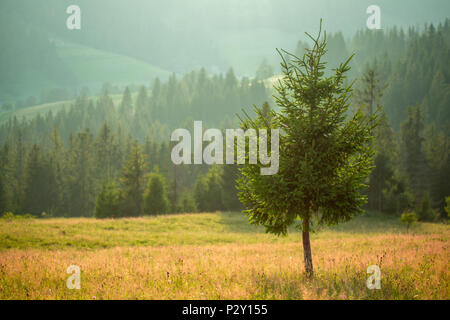 Ein Lone Pine Tree vor dem Hintergrund der Wald und die Berge bei einem leichten Nebel. Stockfoto