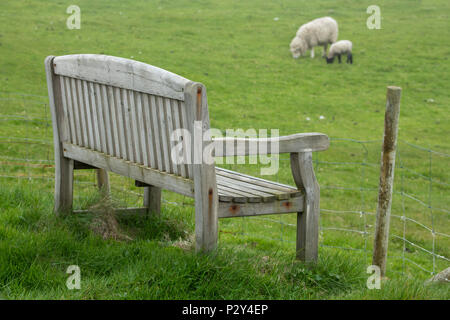 Großbritannien, Shetland, Fair Isle. Holzbank mit Shetland Schafe in der Entfernung, Mutterschaf und Lamm. Stockfoto