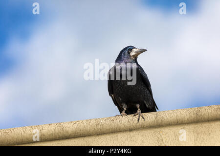 Watchful Rook, Corvus frugilegus, auf einem Felsvorsprung gegen einen Sommer Himmel thront. Stockfoto