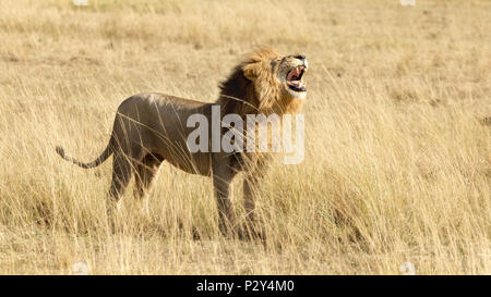 Horizontale Banner der Roaring Lion in der Masai Mara, Kenia. Von der Seite. Stockfoto