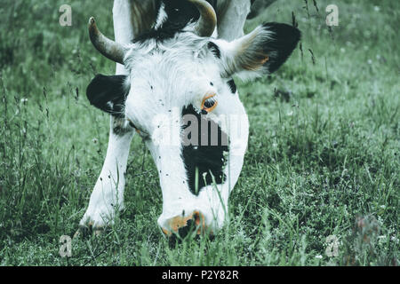 Kuh in einem Feld essen Gras, Moody Wirkung Stockfoto