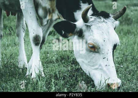Kuh in einem Feld essen Gras, Moody Wirkung Stockfoto