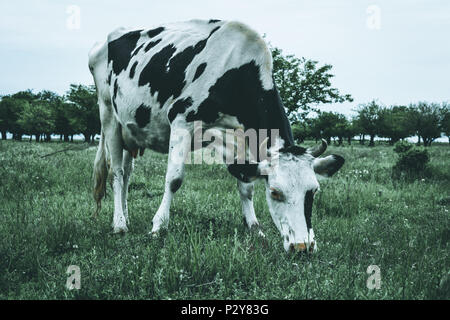 Kuh in einem Feld essen Gras, Moody Wirkung Stockfoto