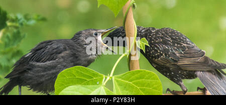 Stare Fütterung amobst runner bean Pflanzen Stockfoto