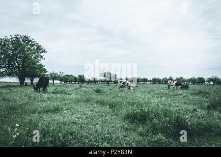 Gruppe der Kühe in einem Feld, die Landschaft im ländlichen Raum Fotografie, Moody Wirkung Stockfoto