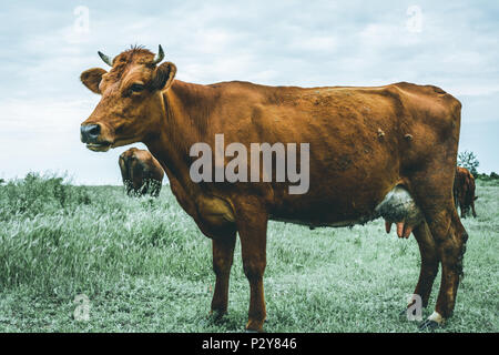 Schöne rote Kuh im Feld, Moody Wirkung Stockfoto