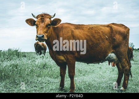 Schöne Kuh in das Feld schaut die Kamera, Moody Wirkung Stockfoto