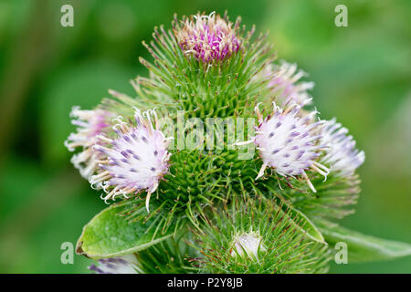 Weniger Klette (arctium Minus), in der Nähe einer Gruppe von blütenköpfchen. Stockfoto