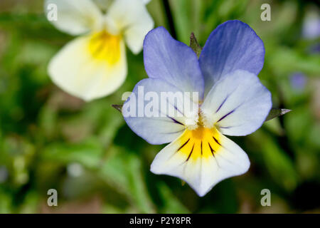 Wild oder Heartsease Stiefmütterchen (Viola tricolor), Nahaufnahme, wie eine einzelne Blume mit einem Feld Stiefmütterchen im Hintergrund. Stockfoto