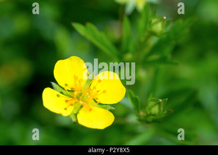 (Tormentill potentilla Erecta), Nahaufnahme, wie eine einzelne Blume mit Knospen und Blätter im Hintergrund. Stockfoto