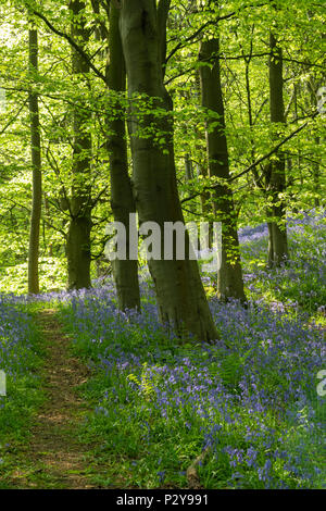 Dappled Sonnenlicht, Pfad, schöne bunte blauen Teppich der Blüte bluebells & Wald Bäume - Middleton Woods, Ilkley, West Yorkshire, England, UK. Stockfoto