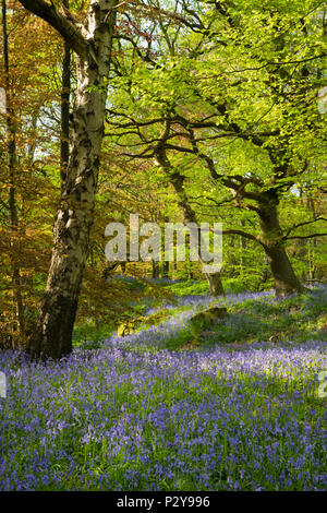 Schöne bunte Laub von sonnendurchfluteten Bäume & blauen Teppich der Blüte bluebells in Wald - Middleton Woods, Ilkley, West Yorkshire, England, UK. Stockfoto